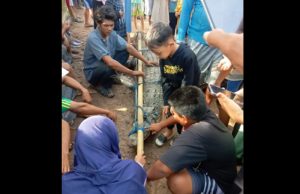 Buaya Berukuran 3,5 Meter Berhasil Ditangkap, Langsung Dipamerkan ke Warga Air Sugihan OKI
