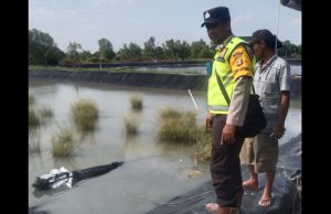 Masuk ke Dalam Tambak, Buaya Liar Berhasil Ditangkap Warga Sungai Menang OKI