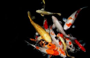 Gegara Listrik Padam, Ikan Koi Milik Mantan Kepala Disnakertrans OKI Banyak yang Mati