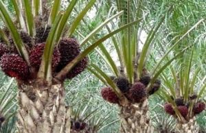 Ratusan Petani Sawit Histeris, Uang Tabungan di KUD Marga Mulya Senilai Rp 14,4 Miliar Lenyap