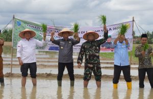 Kebut Optimasi Lahan, Petani OKI Tanam Padi IP 300