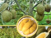Cegah Masalah Kesehatan, Ini Makanan yang Harus Dijauhi Saat Makan Durian