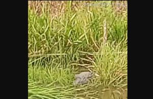 Warga Desa Jermun Resah dengan Kemunculan Buaya di Sungai