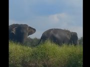 Cegah Konflik Manusia dan Gajah, KLH Bangun Koridor Satwa di Air Sugihan
