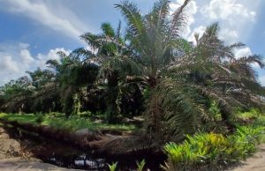 Dana Plasma Desa Bukit Batu Tak Transparan, Ketua KSB dan PT SAML Pilih Bungkam