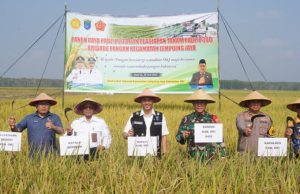 Usai Panen Raya, Petani OKI Langsung Tanam Padi IP 300
