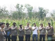 Tim Polda Sumsel Lakukan Supervisi dan Verifikasi Lahan Jagung di Desa Tanjung Laut