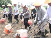 Kapolda Sumsel Ajak OKI Jadi Contoh Program Unggulan Penanaman Jagung