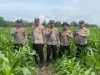 Perawatan Rutin, Polres OKI Pastikan Kebun Jagung Binaan Tetap Produktif