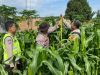 Polres OKI Awasi dan Rawat Lahan Jagung Binaan di Kayuagung