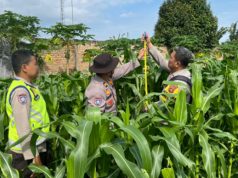 Polres OKI Awasi dan Rawat Lahan Jagung Binaan di Kayuagung