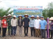 Petani Sawit OKI Manfaatkan 778 Hektare Lahan PSR untuk Tanam Padi Gogo