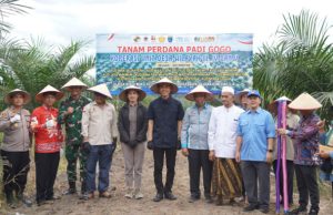 Petani Sawit OKI Manfaatkan 778 Hektare Lahan PSR untuk Tanam Padi Gogo