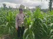 Dukung Ketahanan Pangan Nasional, Polsek Pulau Rimau Pantau Jagung Binaan Warga