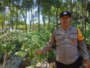 Bhabinkamtibmas Polsek Mariana Dorong Swasembada Pangan di Desa Pematang Palas