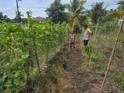 Bhabinkamtibmas Polsek Sungsang Ajak Warga Perkuat Ketahanan Pangan Melalui P2B