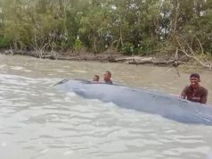 Geger! Ikan Paus Terdampar di Sungai Somor OKI