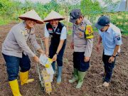 Penanaman Jagung Serentak Kuartal I di Polsek Air Sugihan Dukung Swasembada Pangan