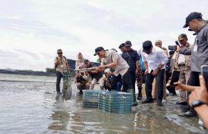 Sumbang Devisa, Tambak Udang OKI Dipasok Listrik Andal