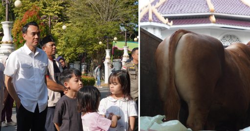 Sapi 1,1 Ton Milik Peternak OKI Jadi Pilihan Kurban Presiden Prabowo