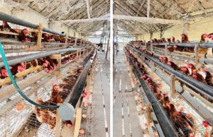 BUMDes Majukertayu Dorong Ketahanan Pangan Desa Kertayu Lewat Peternakan Ayam Petelur