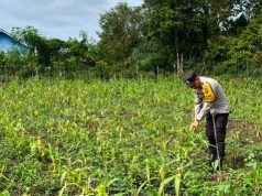 Kemarau Panjang Ganggu Pertumbuhan Jagung di OKI, Petani Terancam Gagal Panen