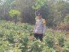 Bhabinkamtibmas Polsek Kayuagung Dampingi Program Pekarangan Pangan Bergizi di Kelurahan Sukadana