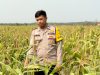 Polsek Jajaran Polres OKI Gencar Monitoring Program Ketahanan Pangan