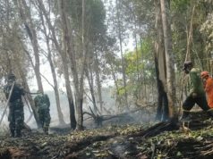 Api Bakar 30 Hektare Lahan di Kebun Raya Sriwijaya, Babinsa Tak Kenal Lelah Jinakkan Karhutla