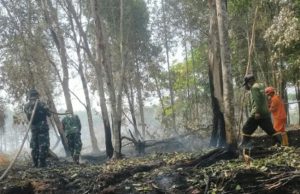 Api Bakar 30 Hektare Lahan di Kebun Raya Sriwijaya, Babinsa Tak Kenal Lelah Jinakkan Karhutla