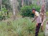 Polsek Teluk Gelam Monitor Tanaman Jagung, Kemarau Ancam Hasil Panen Petani