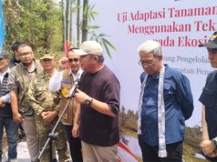 Bambu Jadi Andalan Baru Cegah Karhutla, OKI Mulai Uji Adaptasi di Lahan Gambut