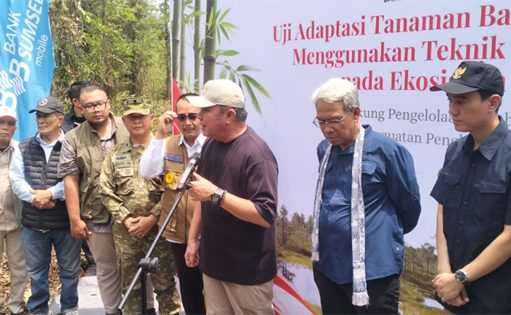 Bambu Jadi Andalan Baru Cegah Karhutla, OKI Mulai Uji Adaptasi di Lahan Gambut